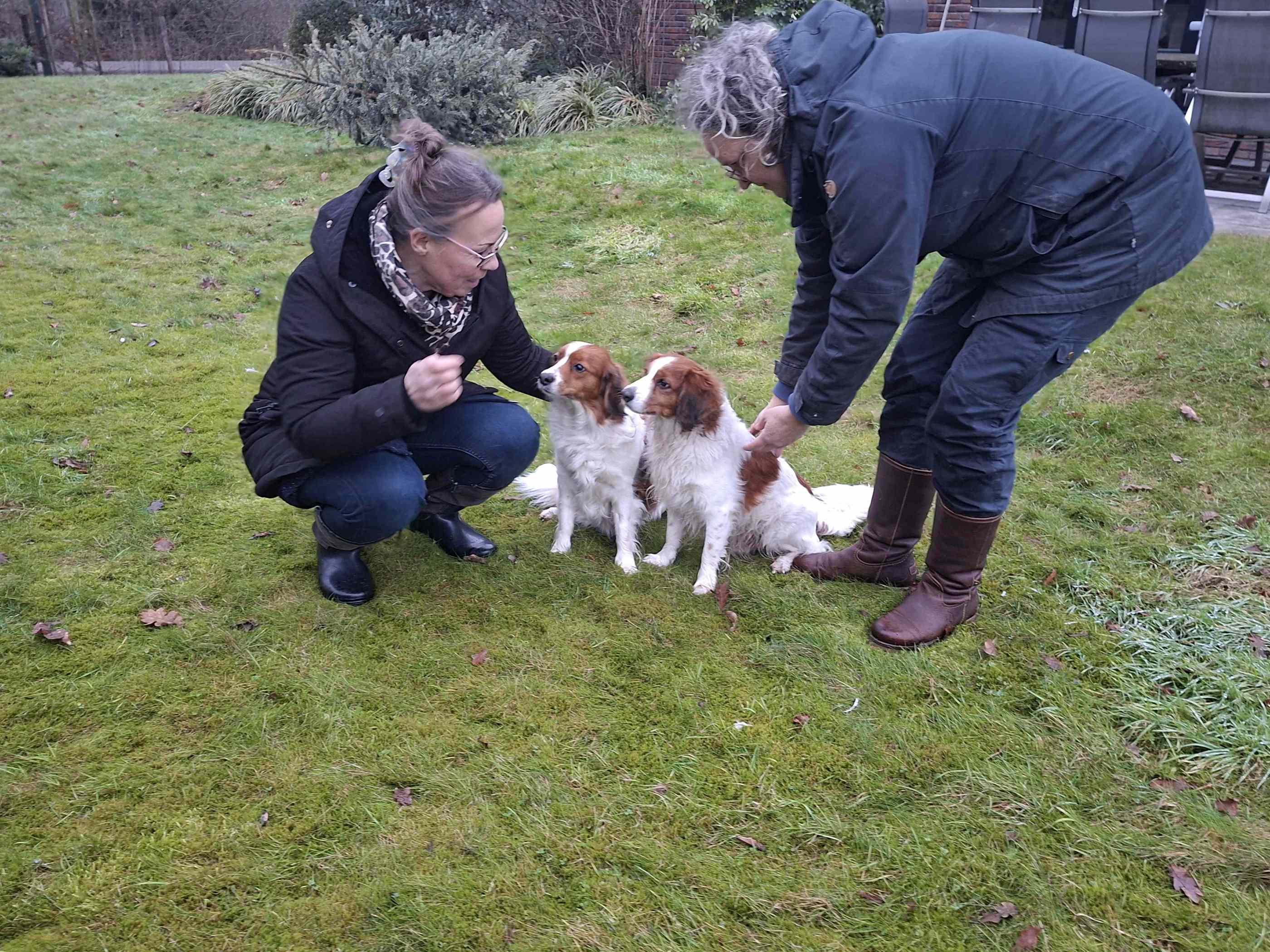 Het Nederlandse Kooikerhondje - Puppie Pupy Puppy kopen